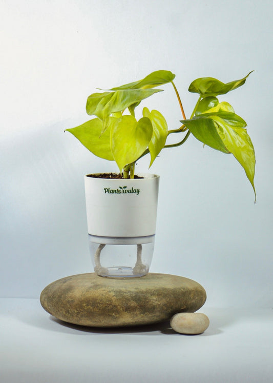 Philodendron Brazil in Self - Watering Pot - plantswalay