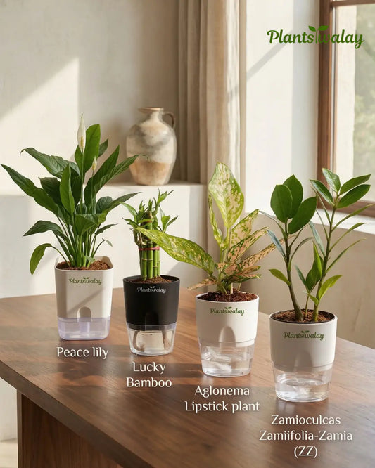 Deal of 4 -Peaclilly (green) Plant, Lucky Bamboo,Aglonema Lipstick plant,Zz plant- with self watering pot