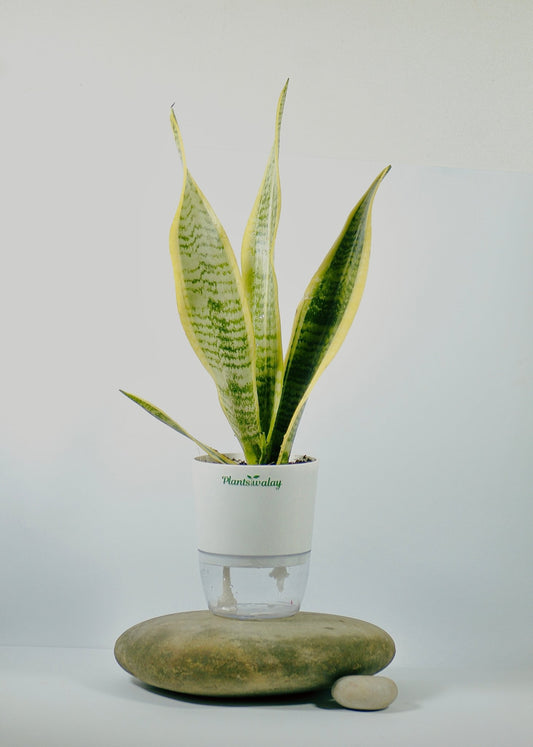 Sansevieria Variegated Snake Plant with Self - Watering Pot - plantswalay