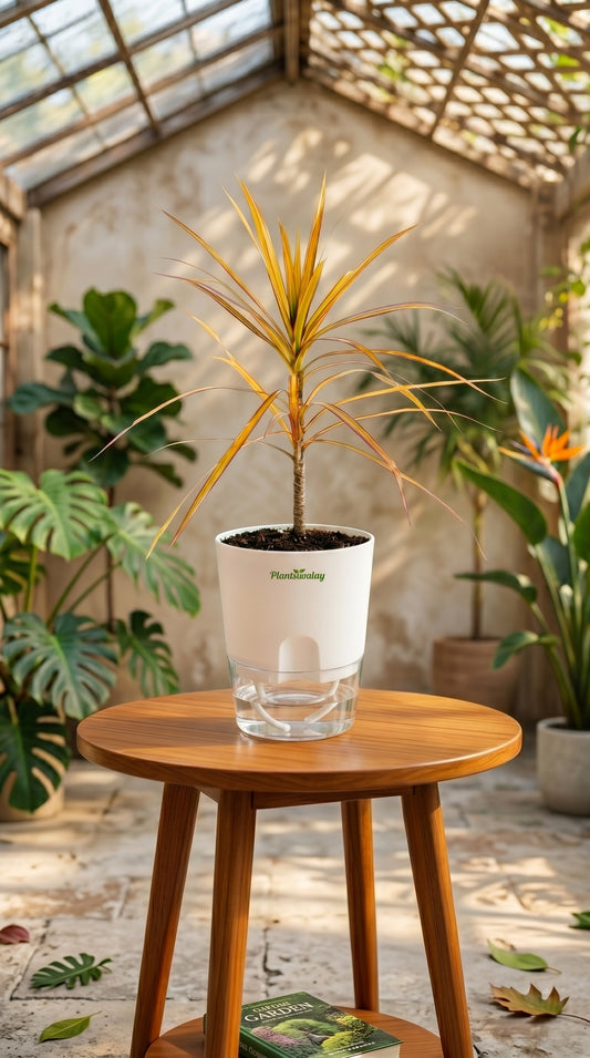 Dracaena Marginata Plant with Self-Watering Pot