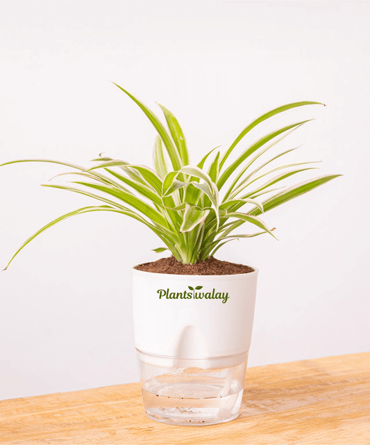 Spider Plant With Self Watering Pot - plantswalay