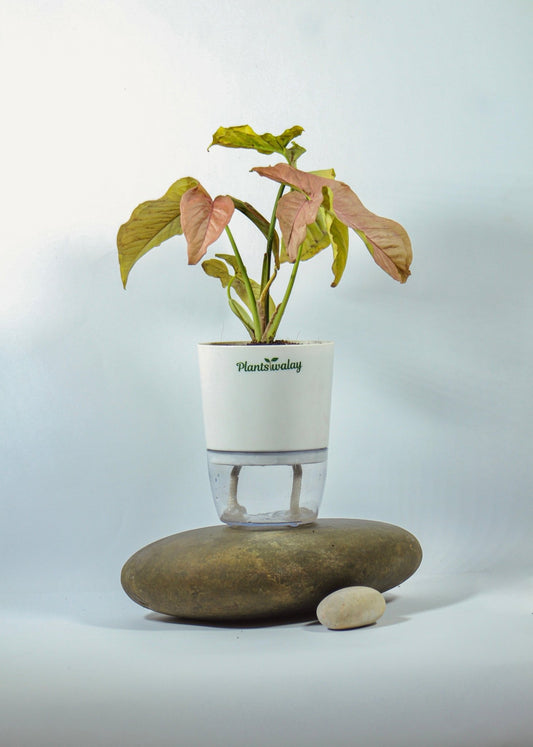 Syngonium Pink Allusion with Self - Watering Pot - plantswalay