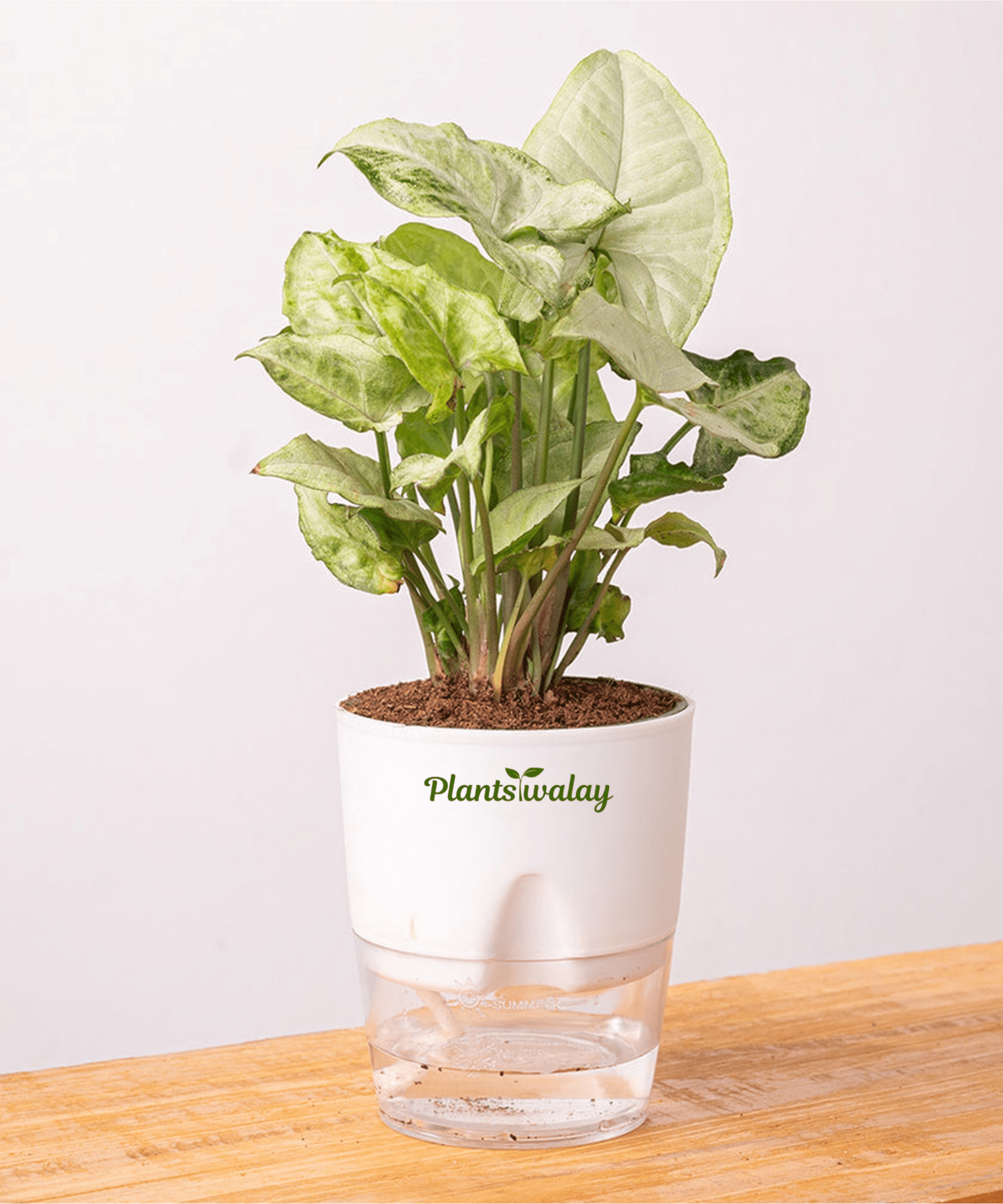 Syngonium Pixie White Butterfly With Self Watering Pot - plantswalay