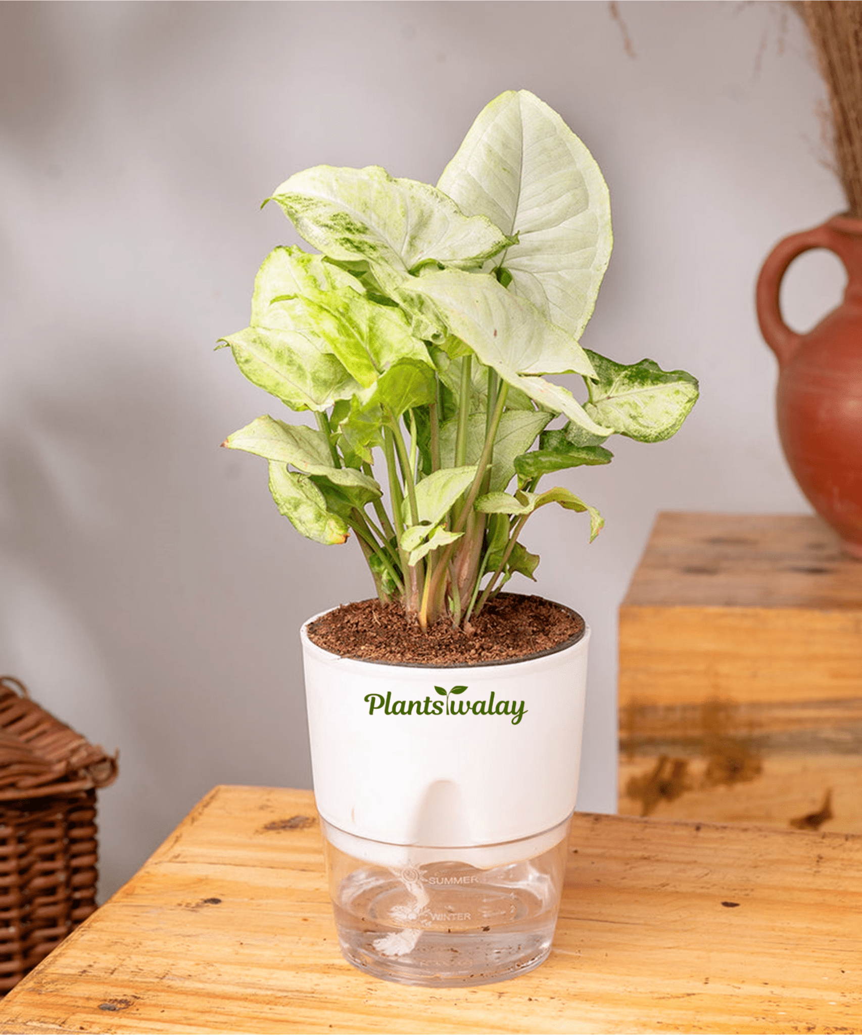 Syngonium Pixie White Butterfly With Self Watering Pot - plantswalay