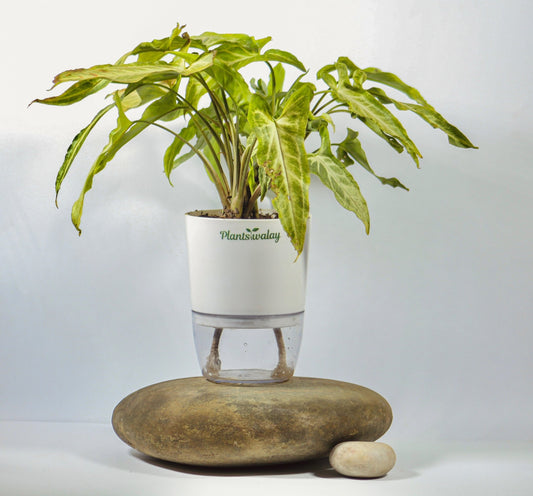 Syngonium Three Kings with Self - Watering Pot - plantswalay