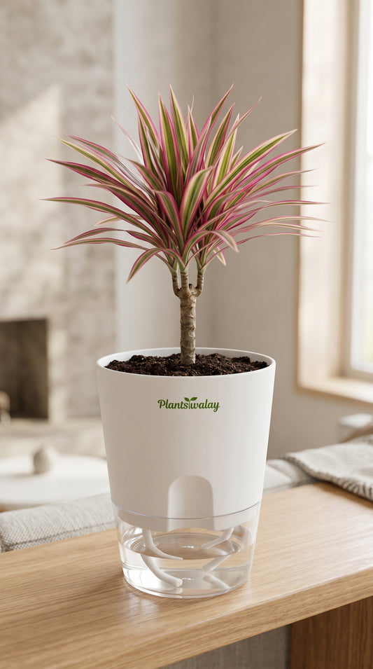 Dracena Marginata Colorama with Self-Watering Pot