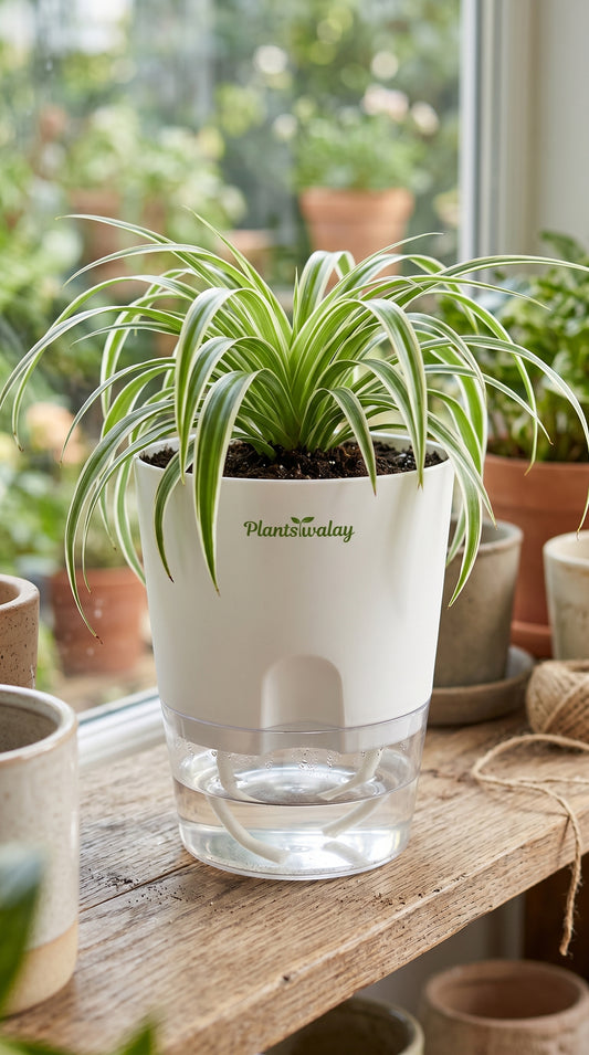 Spider Plant With Self Watering Pot