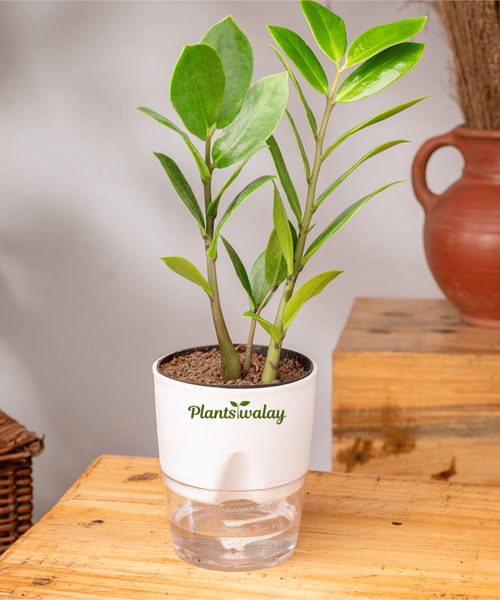 Zamioculcas Zamiifolia - Zamia (ZZ) Plant With Self Watering Pot - plantswalay