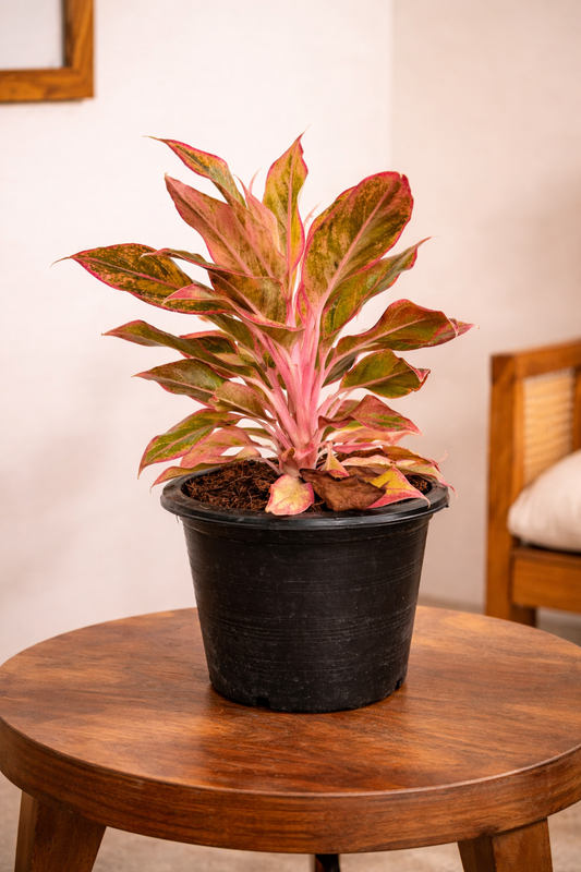 Aglonema Red Lipstick ( Large ) with plastic black 10 " pot