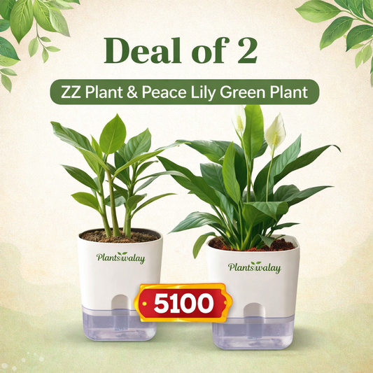 Deal of  2 - Zz plant, Peaclilly (green) Plant - with self watering pot