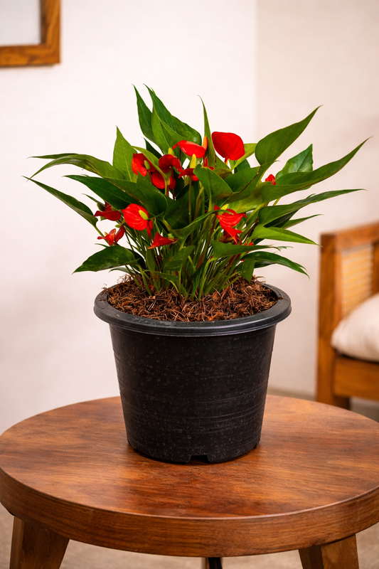 Anthorium Flower Plant (large)  with plastic black 10 " pot