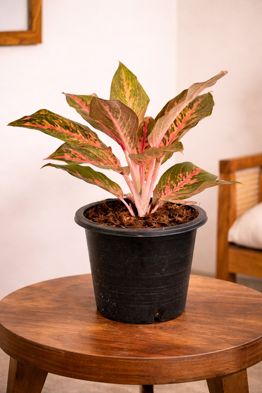 Aglonema Red Lipstick ( small)  with plastic black 10 " pot