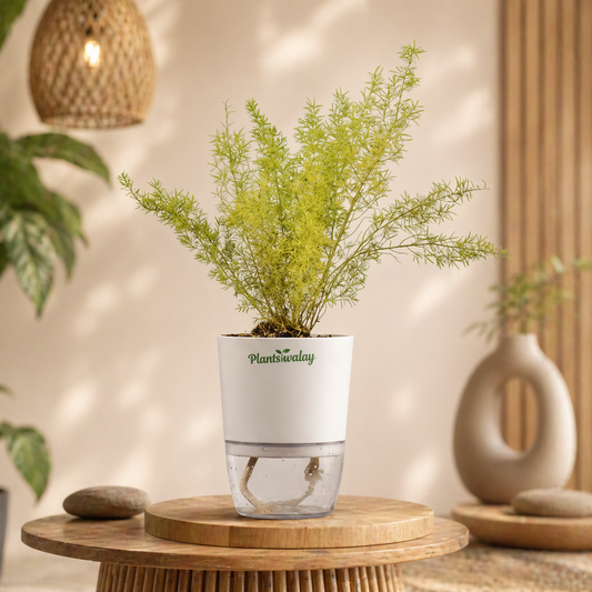 Asparagus Merry Fern With Self Watering Pot