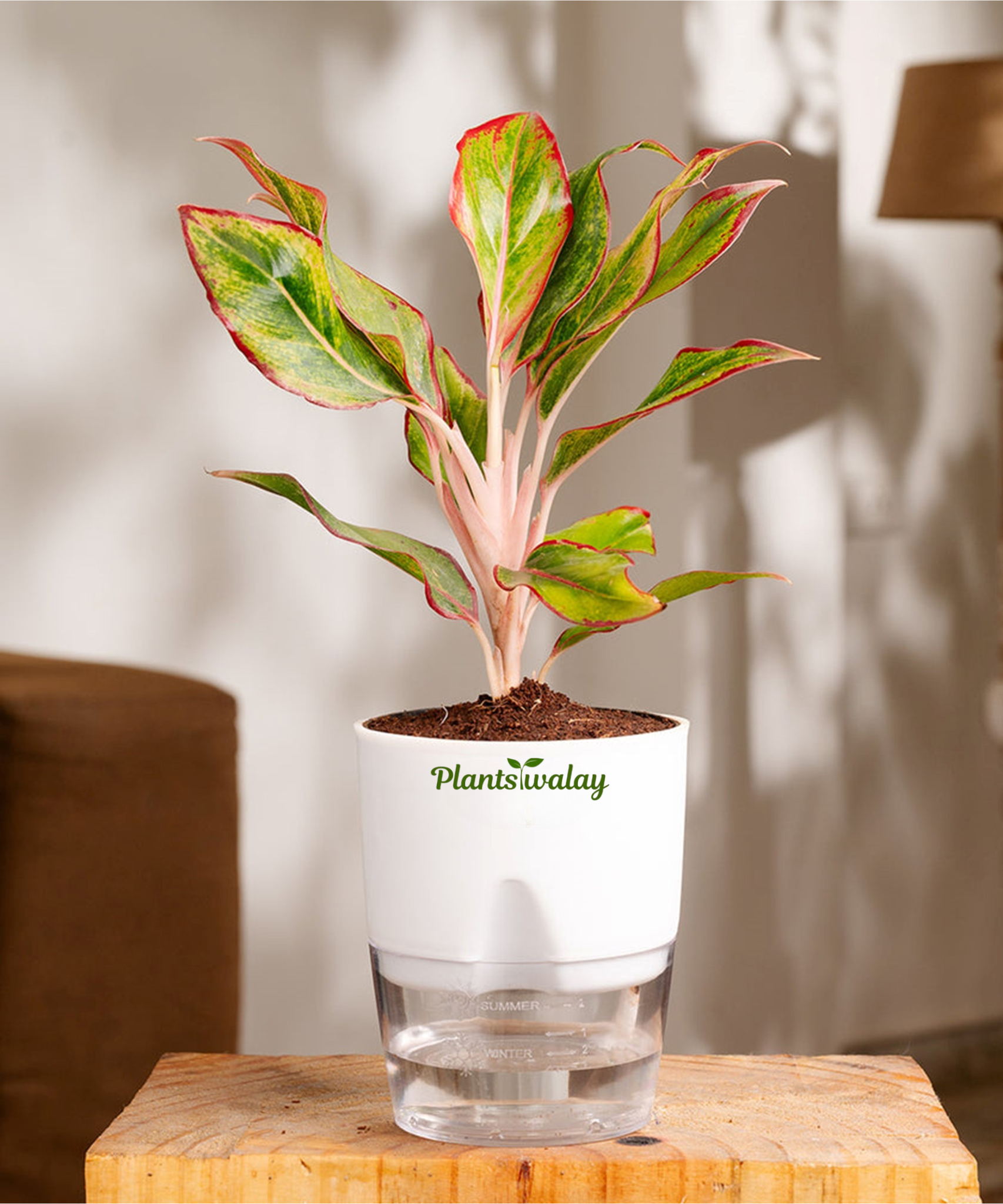 aglaonema lipstick plant benefits Aglonema Lipstick plant (Small ) with self watering pot – plantswalay