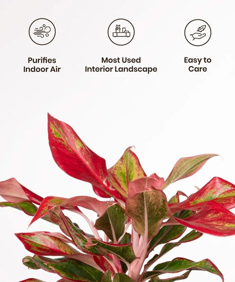 aglaonema red lipstick plant care Aglonema Lipstick plant (Small ) with self watering pot – plantswalay