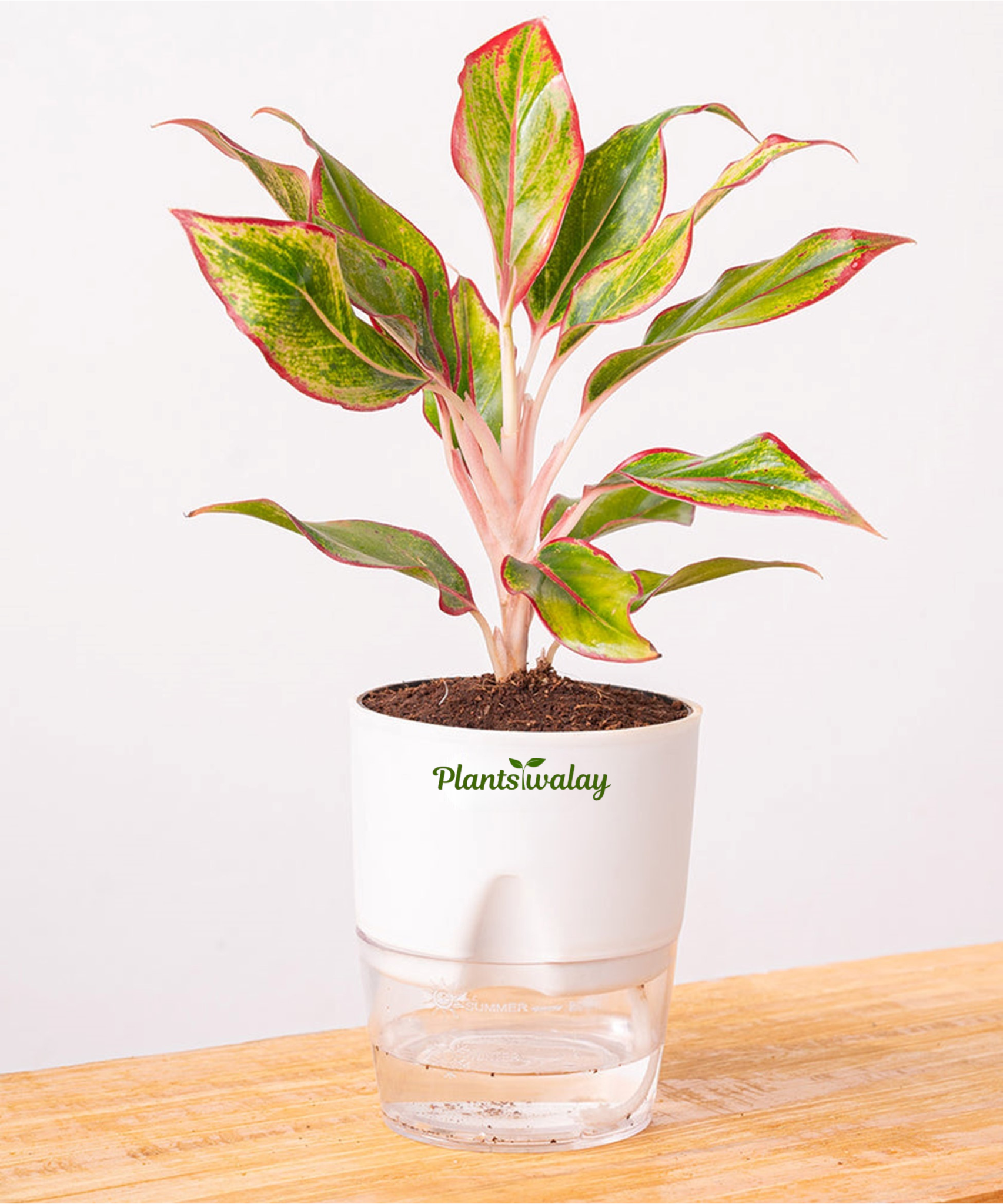 aglaonema pink lipstick Aglonema Lipstick plant (Small ) with self watering pot – plantswalay