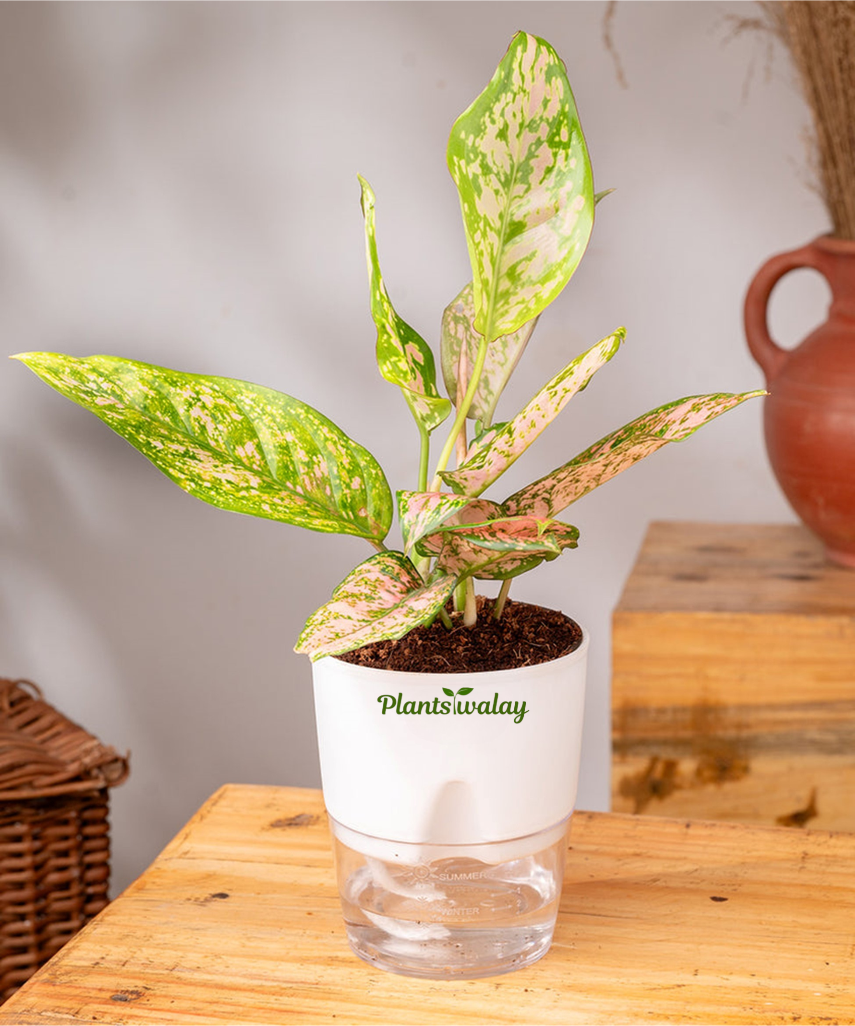 white lipstick aglaonema Aglonema Lipstick plant (Small ) with self watering pot – plantswalay