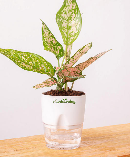 Aglonema Lipstick plant with self watering pot