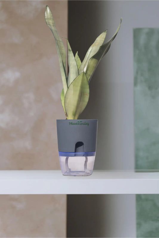 Snake Moonshine with Self-Watering Pot
