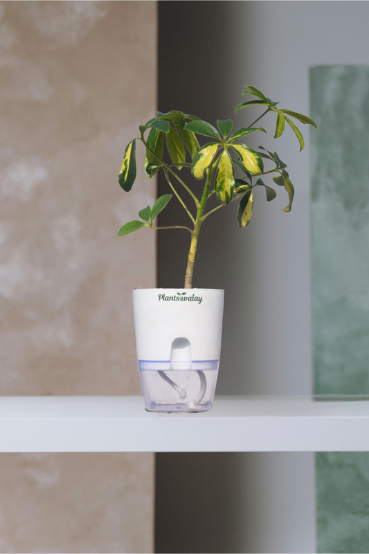 Schefflera With self watering pot