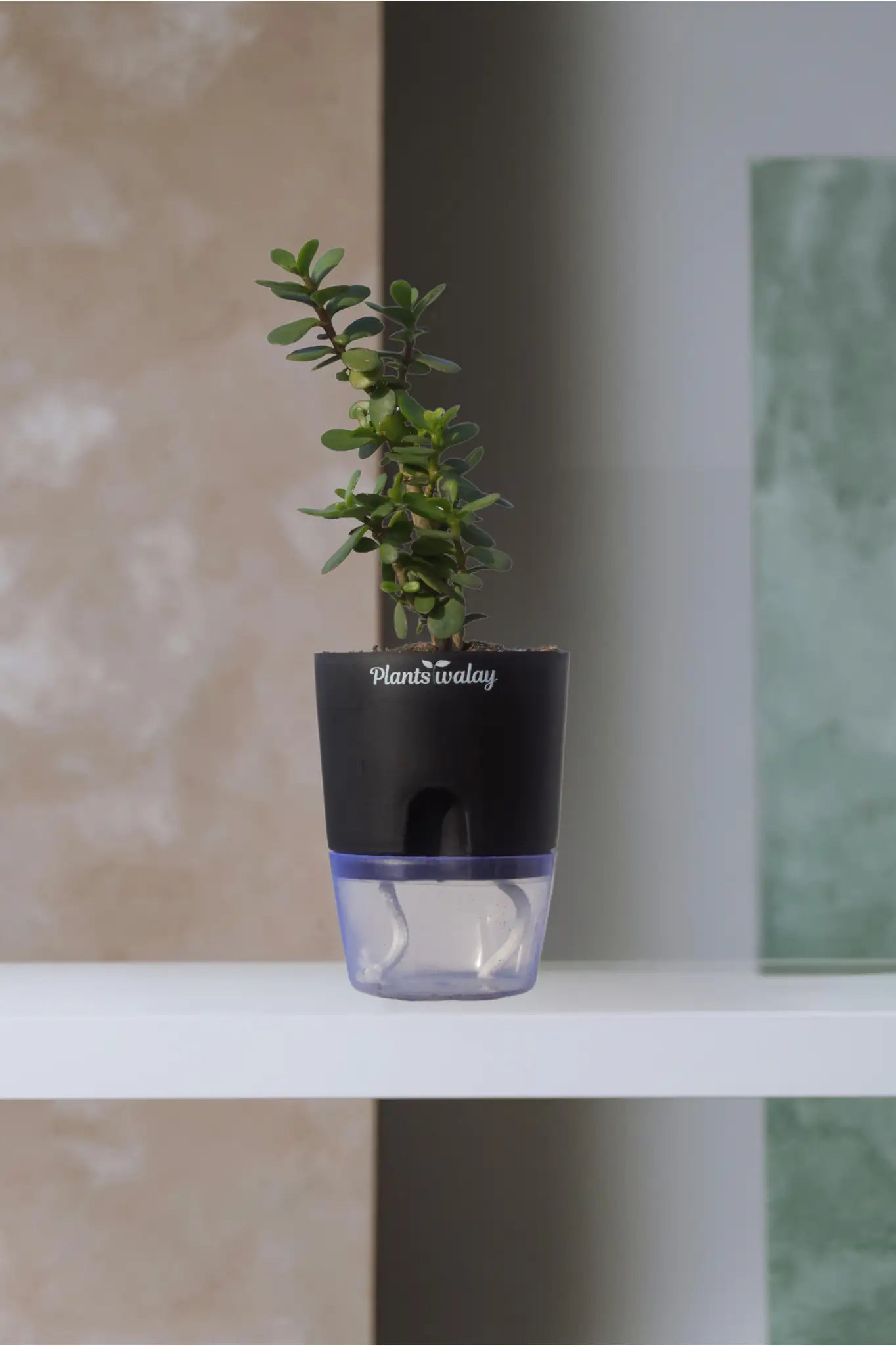 pots for jade plant Jade Plant with Self-Watering Pot – plantswalay