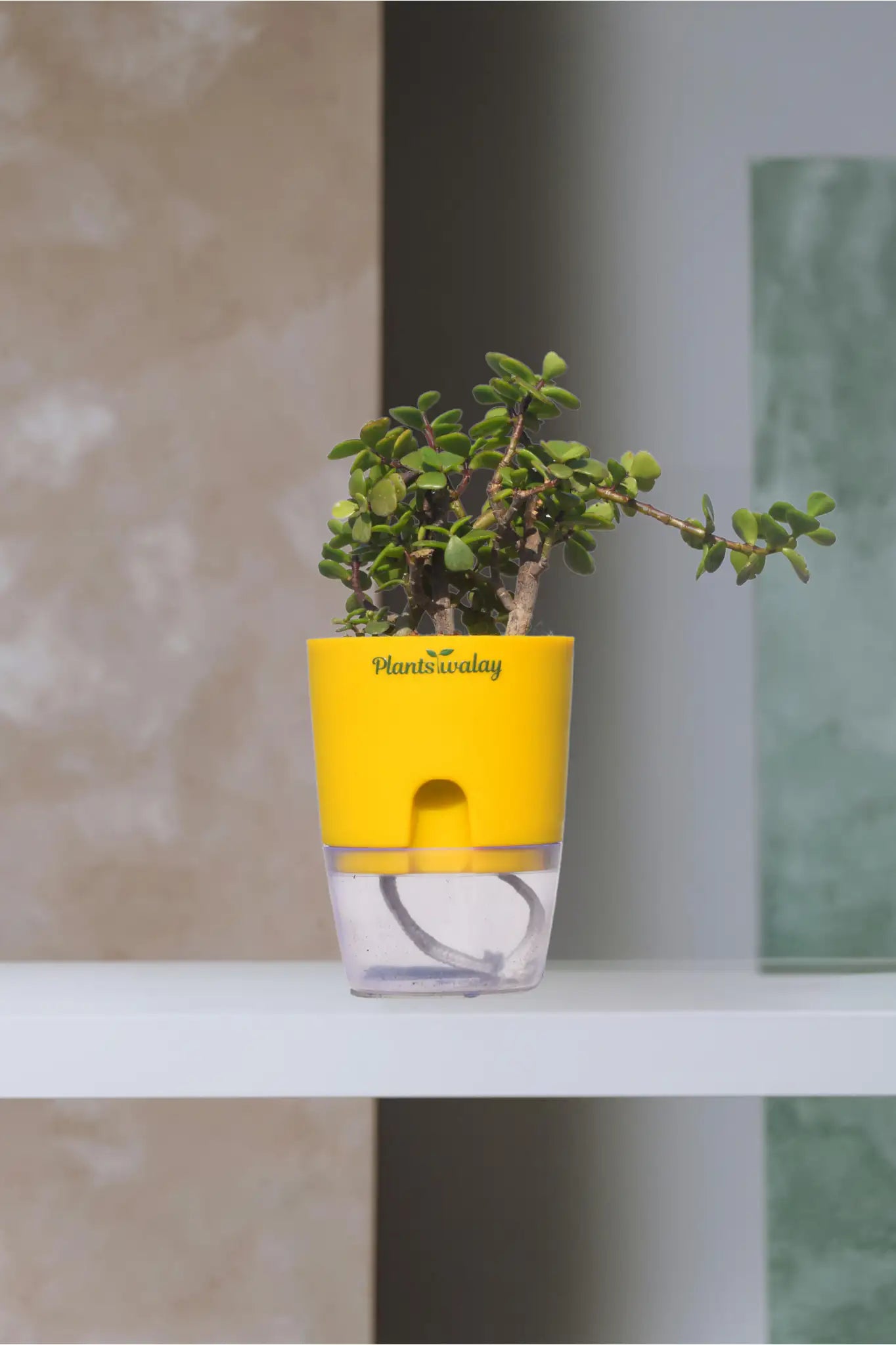 can you buy jade plant for yourself Jade Plant with Self-Watering Pot