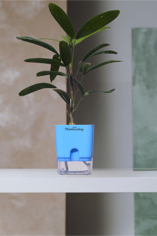 Ladyfinger palm With self watering pot