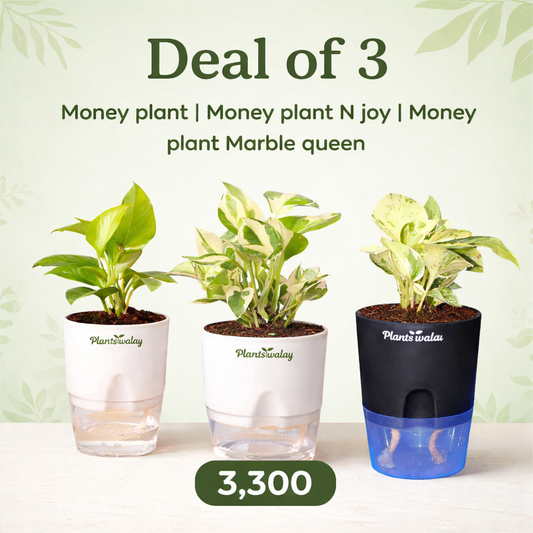 Deal of 3 - Money plant, Money plant N joy ,Money plant Marble queen - with self watering pot