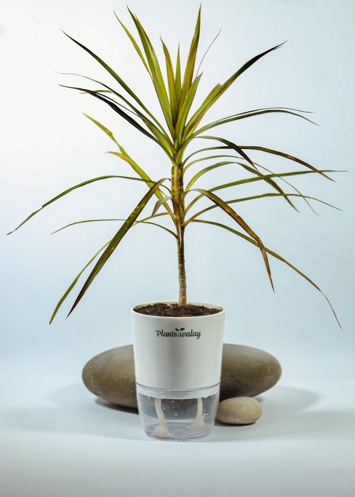 Dracaena marginata ‘Magenta’ with Self-Watering Pot