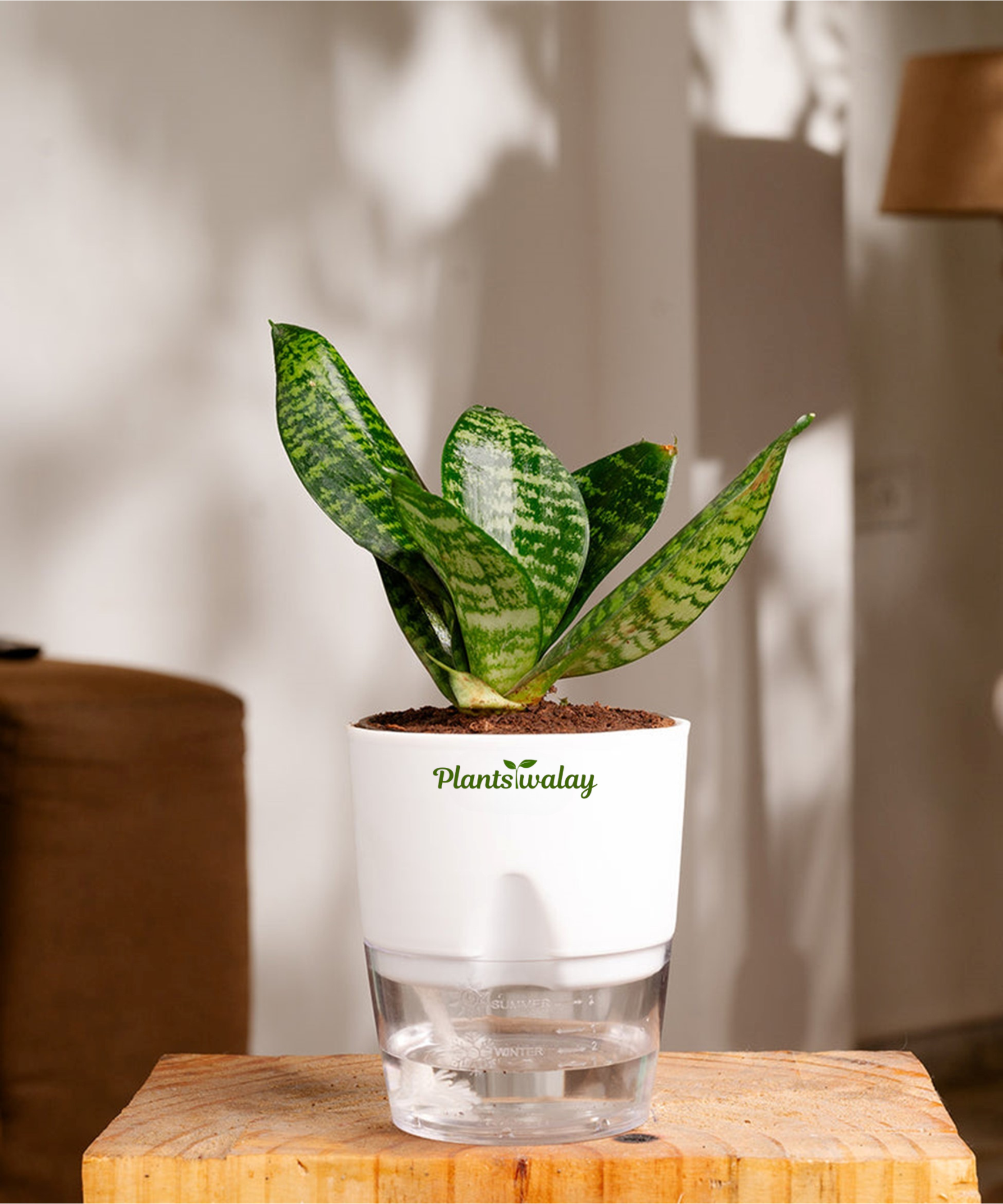snake plant self watering pot dwarf green snake with self watering pot