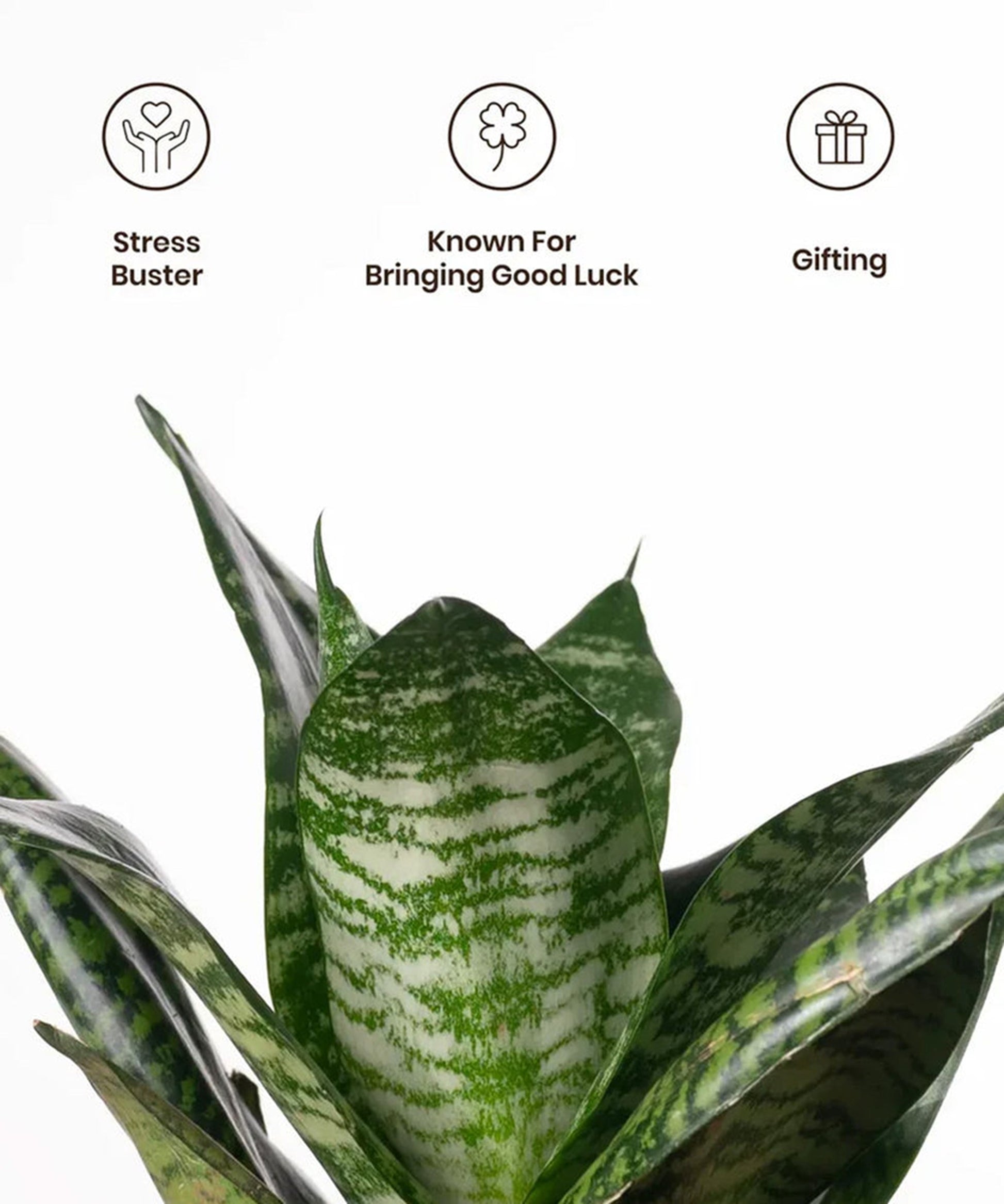 dwarf snake plant price dwarf green snake with self watering pot – plantswalay