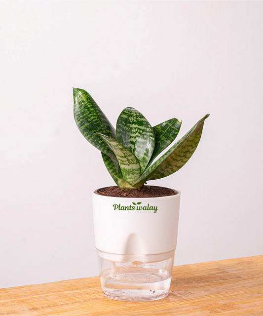dwarf green snake with self watering pot