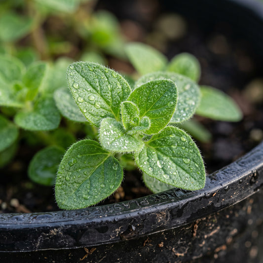 Oregano Plant – Aromatic Mediterranean Herb for Cooking & Grilling