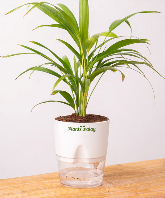 golden areca palm with slef watering pot