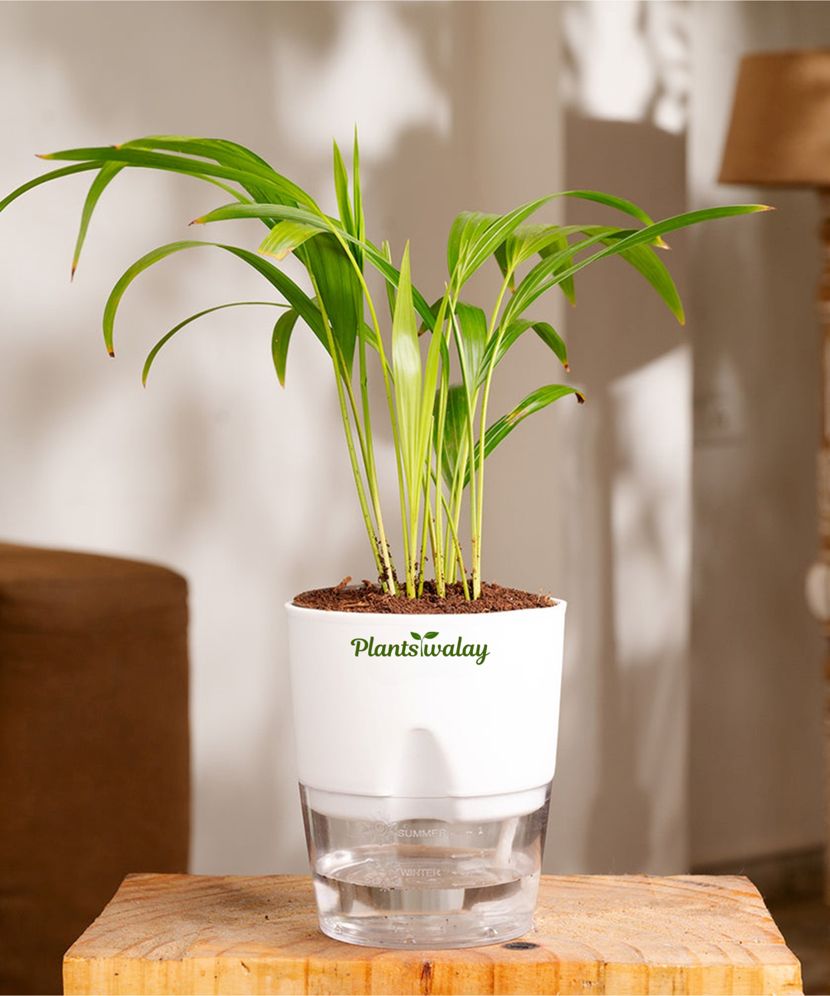 golden palm indoor plant golden areca palm with slef watering pot – plantswalay