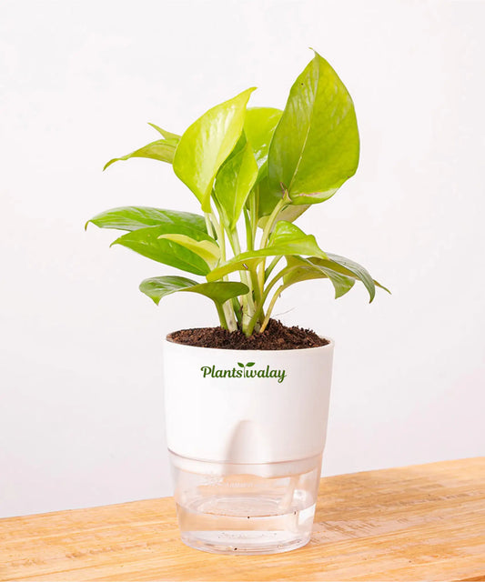 Deal of 3 - Money plant, Money plant N joy ,Money plant Marble queen - with self watering pot