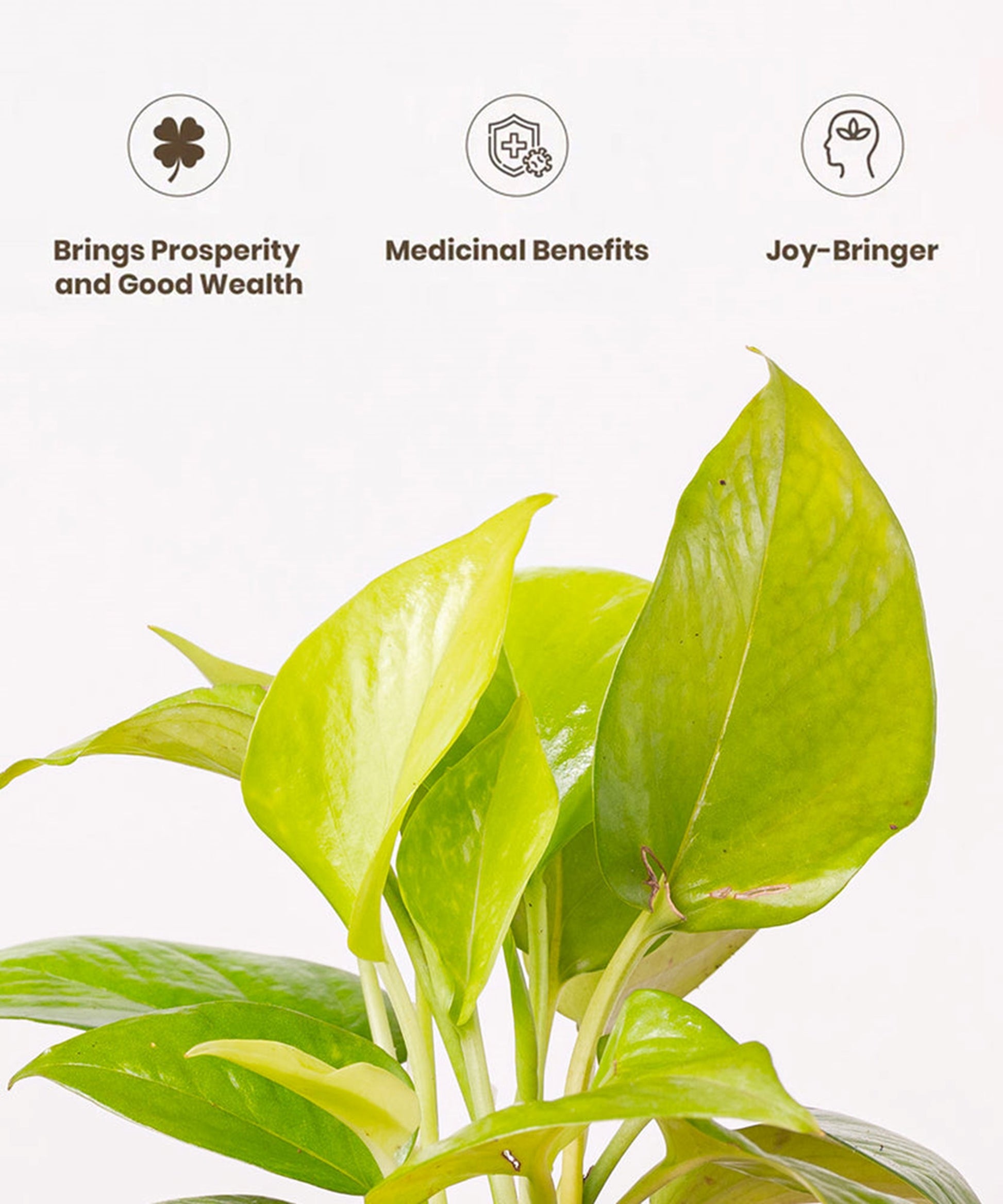 golden money plant benefits Money Plant with Self-Watering Pot – plantswalay