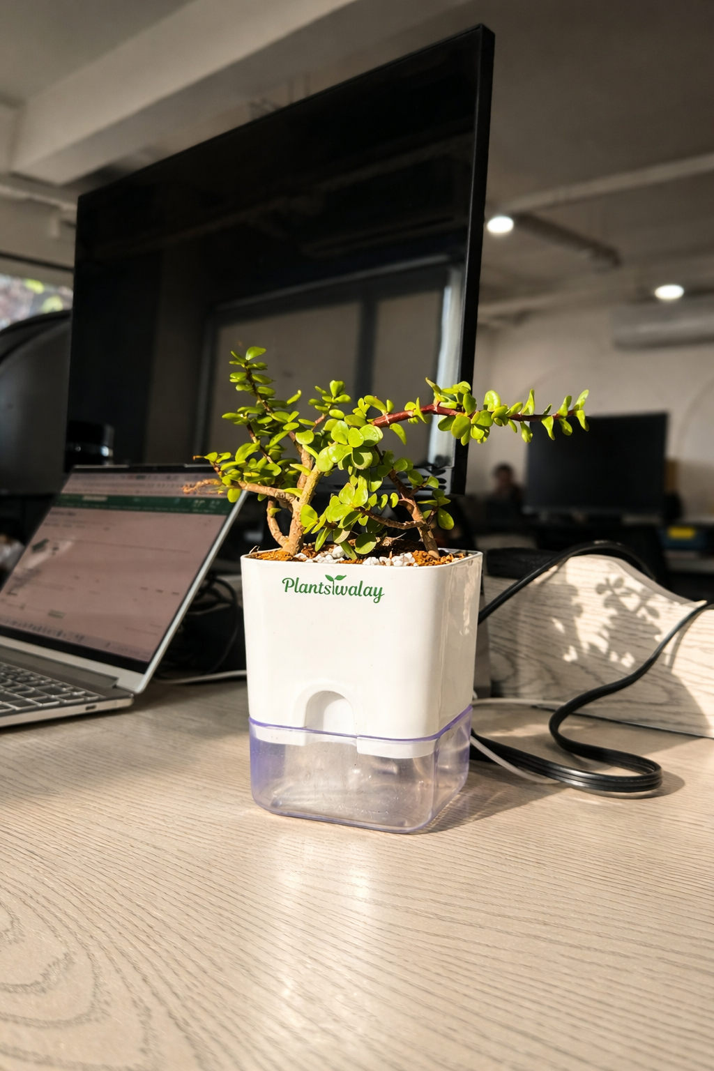 watering jade plants Jade Plant with Self-Watering Pot – plantswalay