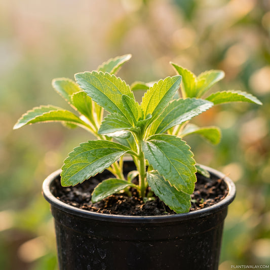 Stevia Plant – Natural Zero-Calorie Sweetener for Healthy Living