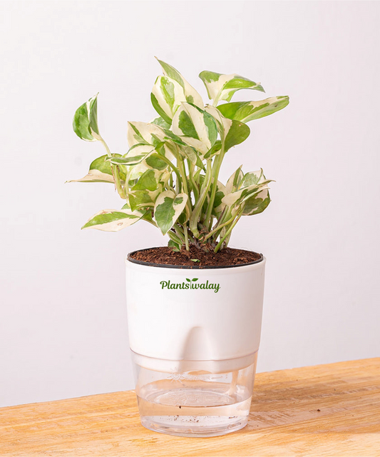 Money Plant N'Joy with Self-Watering Pot