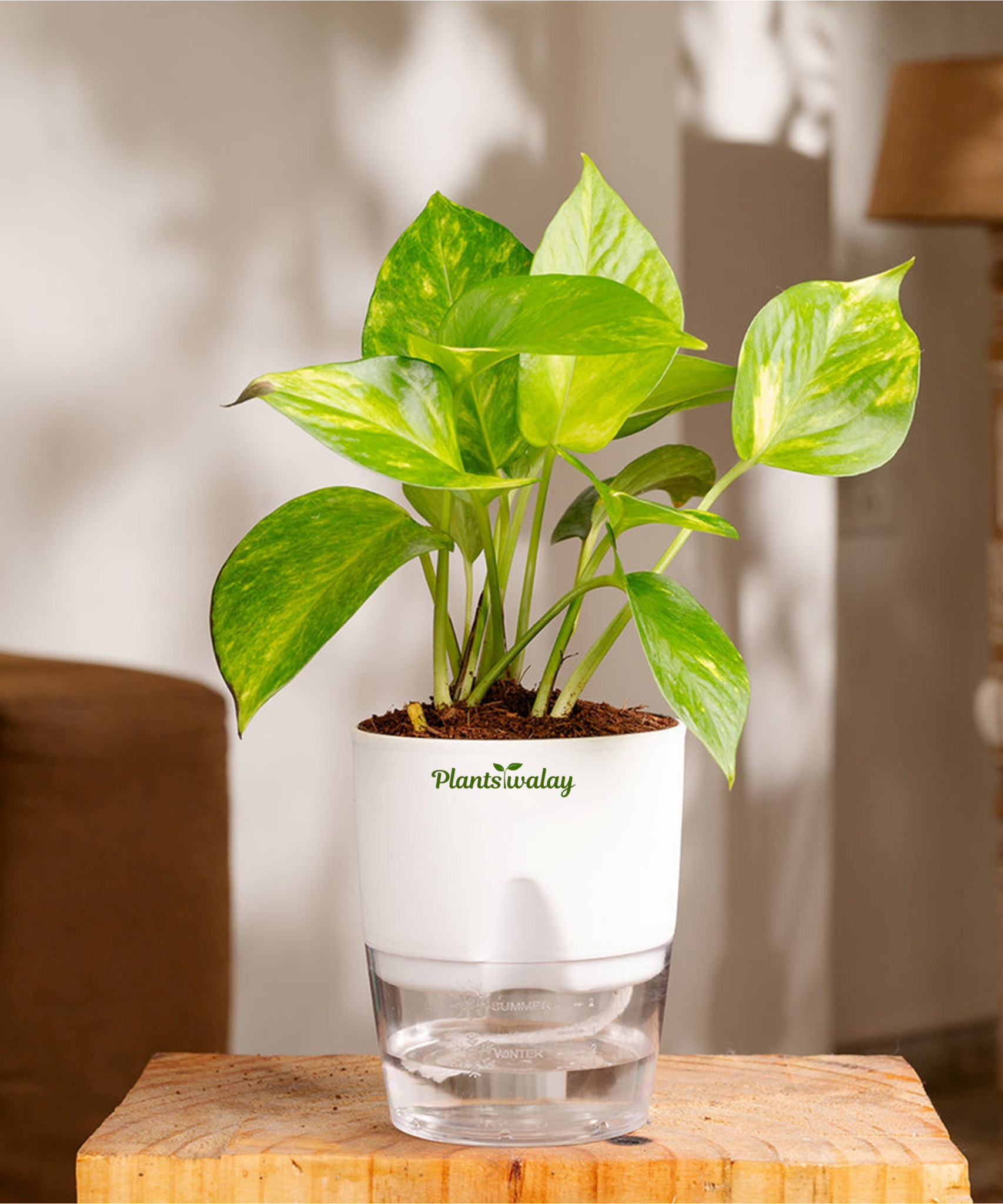 can you buy money plant for yourself Money plant verigated with self watering pot