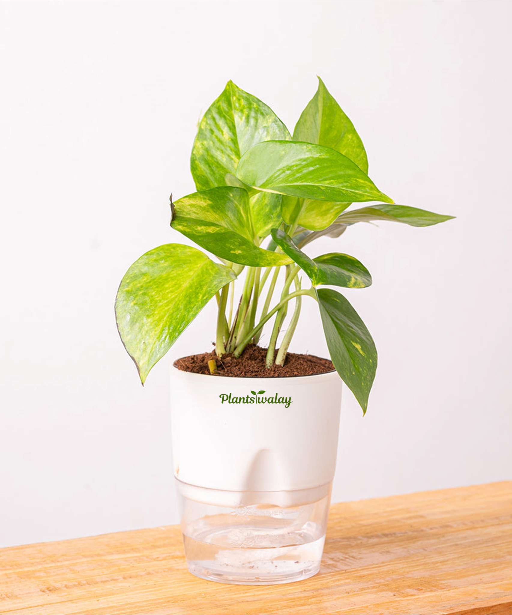 money plant watering frequency Money plant verigated with self watering pot