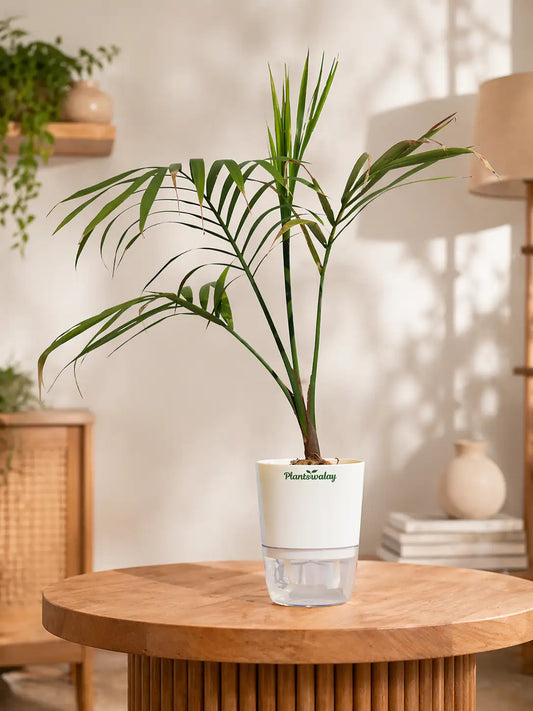 Parlor palm With self watering pot