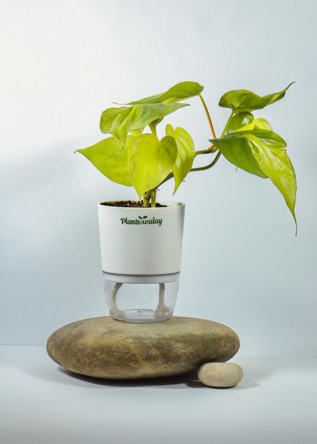 Philodendron Brazil in Self-Watering Pot