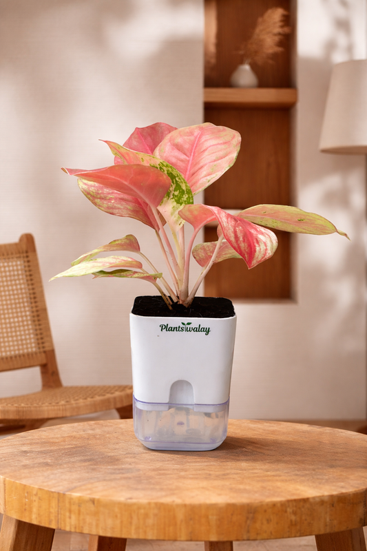 Aglonema Lipstick plant (Large ) with self watering pot
