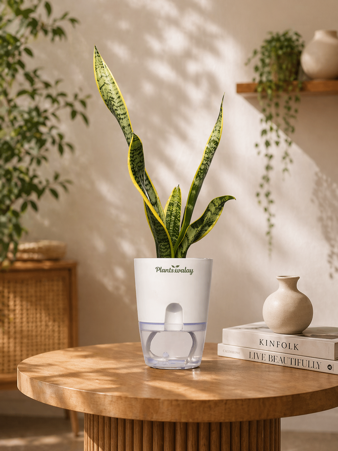 snake plant in self watering pot Sansevieria Laurentii Variegated Snake Plant with Self-Watering Pot
