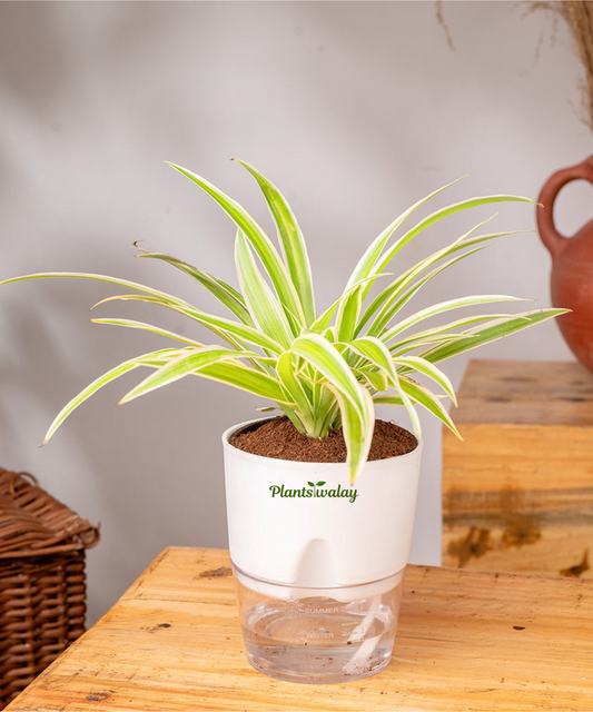 Spider Plant With Self Watering Pot