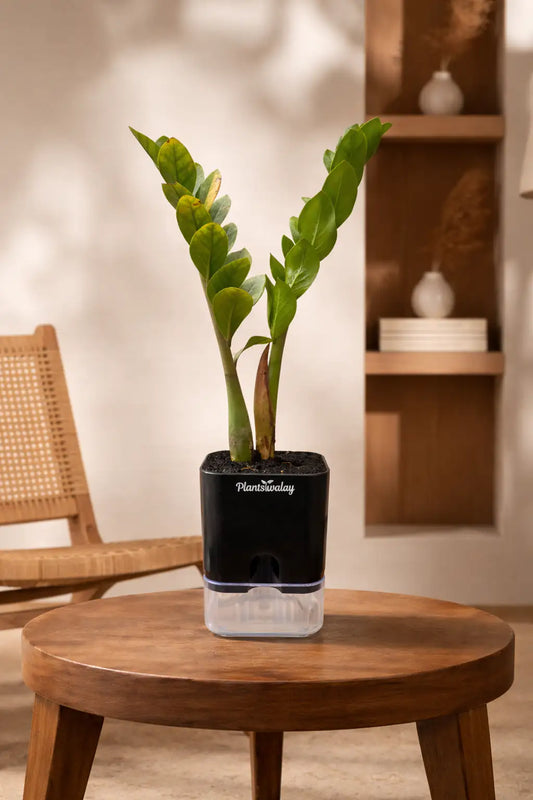Zamioculcas Zamiifolia-Zamia ( large)   (ZZ) Plant With Self Watering Pot