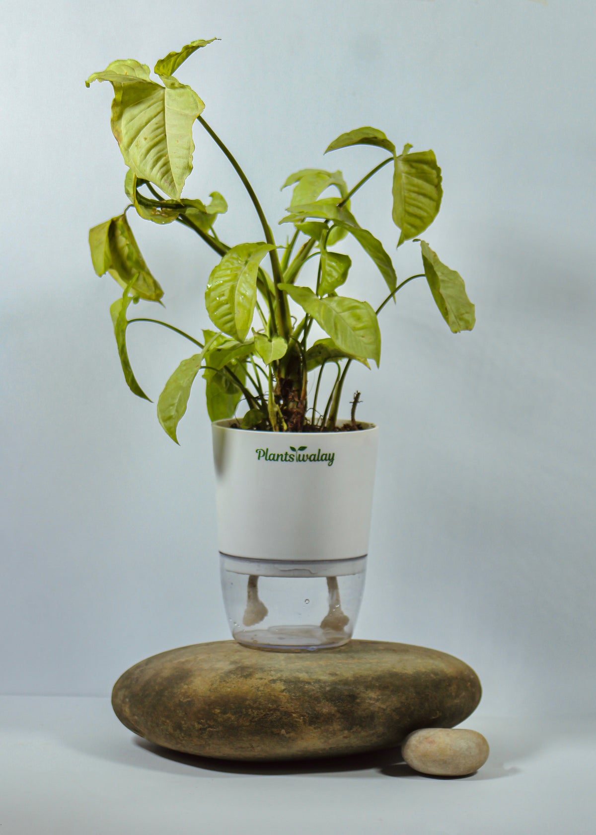 Syngonium Silver pearl with Self-Watering Pot