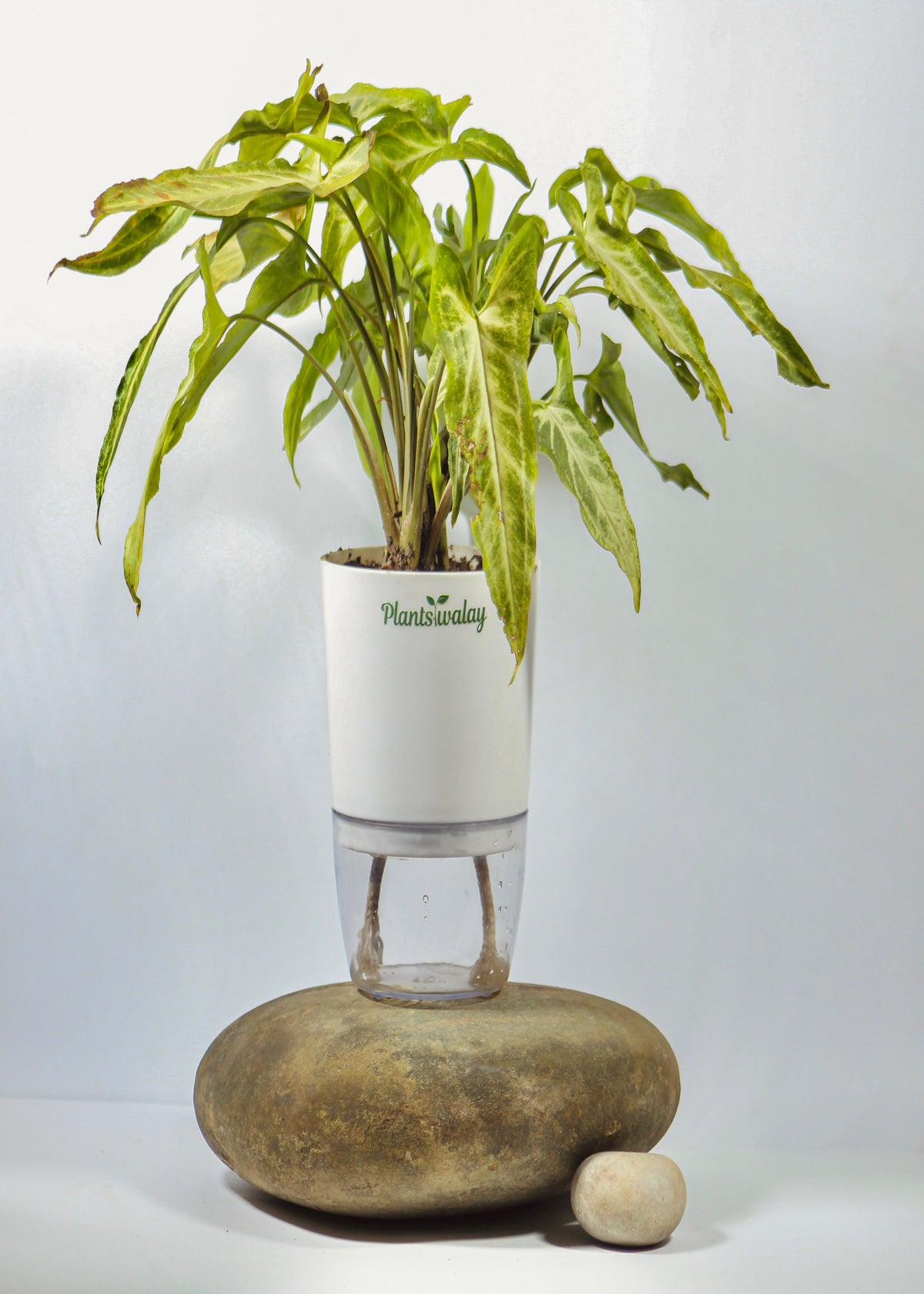 Syngonium Podophyllum with Self-Watering Pot